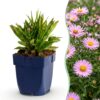 Aster Wood's Pink – Rispenspirea – Bienen- und Schmetterlingsmagnet – Rosa – 24 Pflanzen