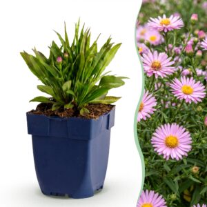 Aster Wood's Pink – Rispenspirea – Bienen- und Schmetterlingsmagnet – Rosa – 24 Pflanzen