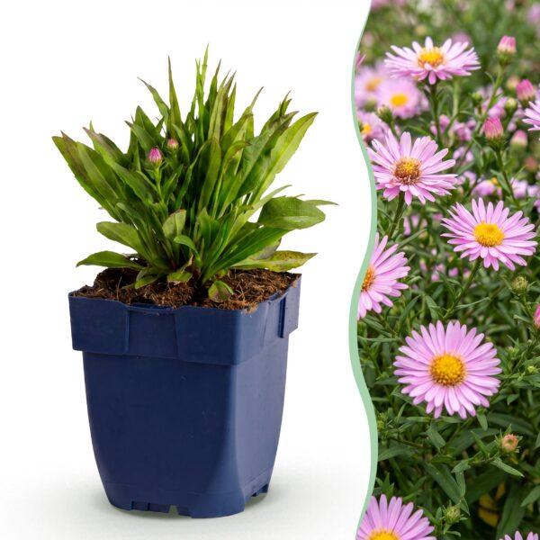 Aster Wood's Pink – Rispenspirea – Bienen- und Schmetterlingsmagnet – Rosa – 24 Pflanzen