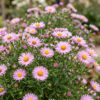 Aster Wood's Pink – Rispenspirea – Bienen- und Schmetterlingsmagnet – Rosa – 24 Pflanzen