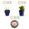 Aster Wood's Pink – Rispenspirea – Bienen- und Schmetterlingsmagnet – Rosa – 24 Pflanzen