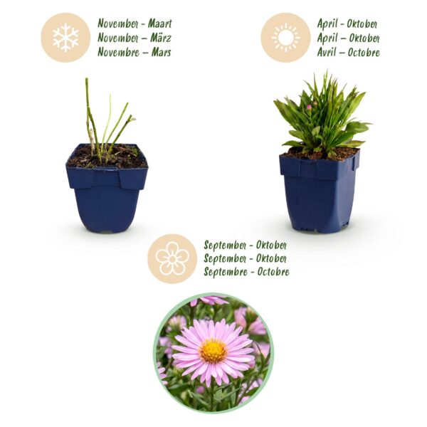 Aster Wood's Pink – Rispenspirea – Bienen- und Schmetterlingsmagnet – Rosa – 24 Pflanzen