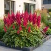 55abac21ea2f46f5a9a4274357d4b96e20a5a831563b46679722700c92e0c972.jpg Astilbe (A) Fanal – Rispenspirea – Schatten – Rot – 24 Pflanzen