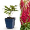 59647d8f6f6242c48e8a1f8bbbf3ed215d6c904e33084828b4f8f8f8240fff6e.jpg Astilbe (A) Fanal – Rispenspirea – Schatten – Rot – 24 Pflanzen