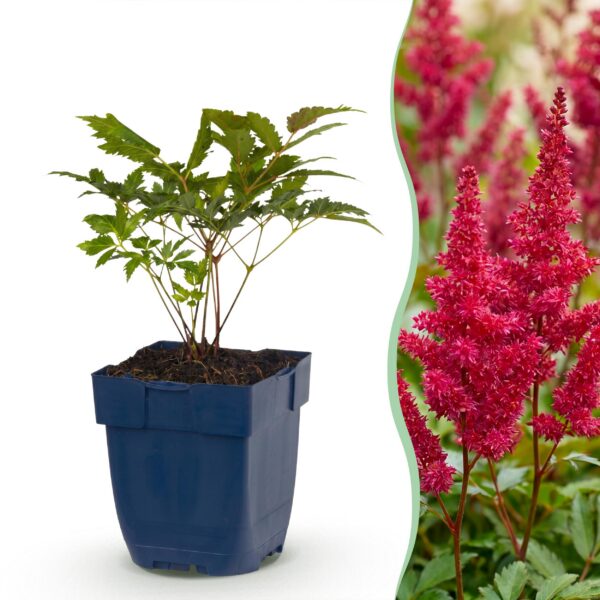 59647d8f6f6242c48e8a1f8bbbf3ed215d6c904e33084828b4f8f8f8240fff6e.jpg Astilbe (A) Fanal – Rispenspirea – Schatten – Rot – 24 Pflanzen