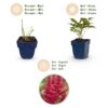 62508cd3ec804d6abc26974844945b200d0e56a5f7c44adfa3e092628d287e77.jpg Astilbe (A) Fanal – Rispenspirea – Schatten – Rot – 24 Pflanzen