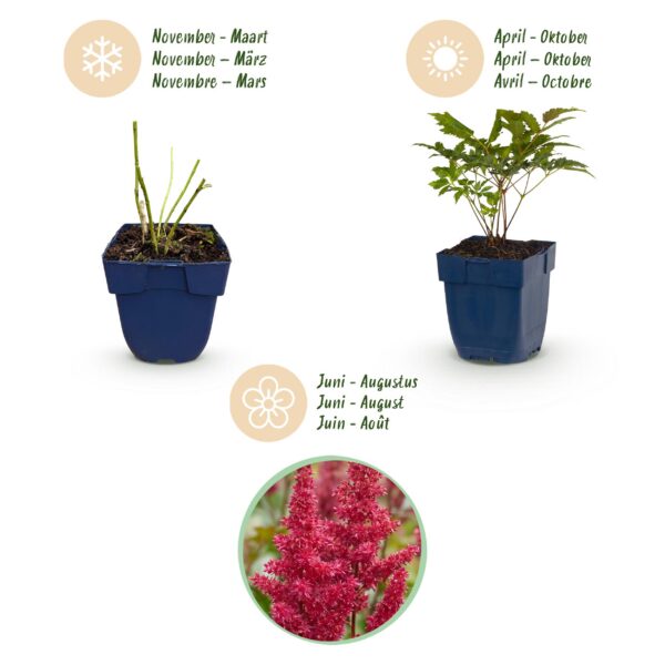 62508cd3ec804d6abc26974844945b200d0e56a5f7c44adfa3e092628d287e77.jpg Astilbe (A) Fanal – Rispenspirea – Schatten – Rot – 24 Pflanzen