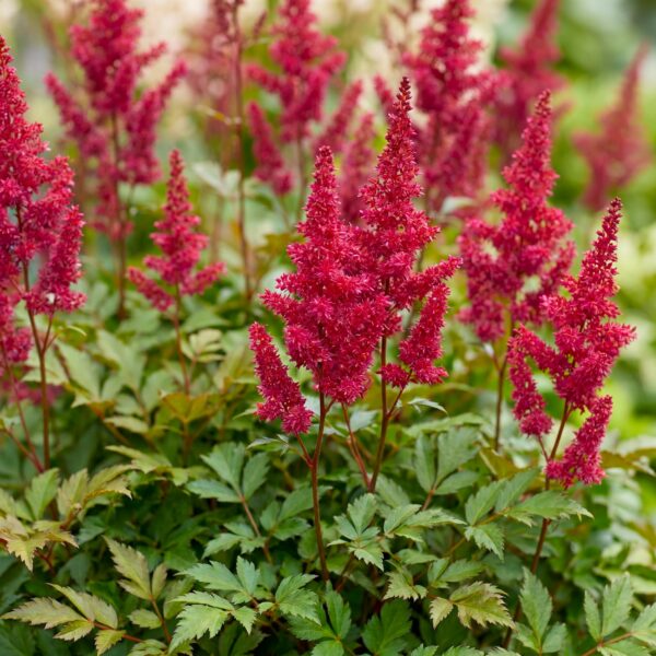 8c3ccce4b2c94a129f4742fc06e9623b62457cd12d9c49e2952b9c837cf2f715.jpg Astilbe (A) Fanal – Rispenspirea – Schatten – Rot – 24 Pflanzen