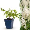 37722bc0d6f24803b964fb1a8aa3bd9863a5398a5c1242a9930b951661a755c5.jpg Astilbe (J) Deutschland – Rispenspirea – Schatten – Weiß – 24 Pflanzen