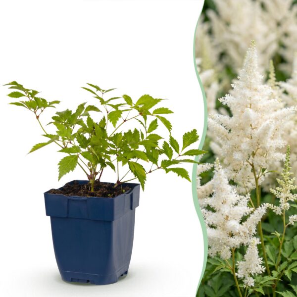 37722bc0d6f24803b964fb1a8aa3bd9863a5398a5c1242a9930b951661a755c5.jpg Astilbe (J) Deutschland – Rispenspirea – Schatten – Weiß – 24 Pflanzen