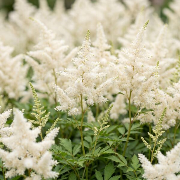 9c5d3d4a57d4480a847997441944b5bc1f2ebdb7ba7d44b2b86777aed5923561.jpg Astilbe (J) Deutschland – Rispenspirea – Schatten – Weiß – 24 Pflanzen