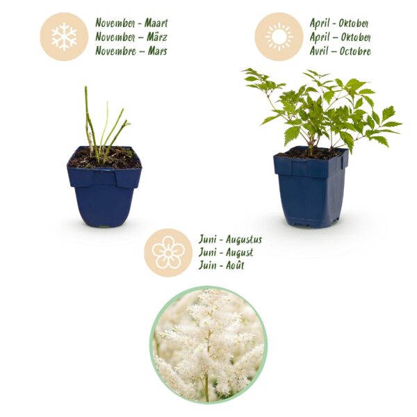 bdec50cd427d4a7c9c8d2f1507cf1145366bc02296c44056af599e7c226ee5ec.jpg Astilbe (J) Deutschland – Rispenspirea – Schatten – Weiß – 24 Pflanzen