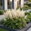 d636562752a1440e916fbc9d528fecbb5cbf41728e5a44159b403822051ad575.jpg Astilbe (J) Deutschland – Rispenspirea – Schatten – Weiß – 24 Pflanzen