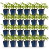 f34199b77b324218bdabac7b4e78ef1f7667b39e8e2c409bb170c15a7cc0aec3.jpg Astilbe (J) Deutschland – Rispenspirea – Schatten – Weiß – 24 Pflanzen
