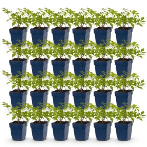 Astilbe (J) Deutschland – Rispenspirea – Schatten – Weiß – 24 Pflanzen
