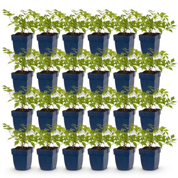 f34199b77b324218bdabac7b4e78ef1f7667b39e8e2c409bb170c15a7cc0aec3.jpg Astilbe (J) Deutschland – Rispenspirea – Schatten – Weiß – 24 Pflanzen