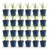 Agapanthus africanus Albus – Afrikanische Lilie – Bienen- und Schmetterlingsmagnet – Weiß – 24 Pflanzen