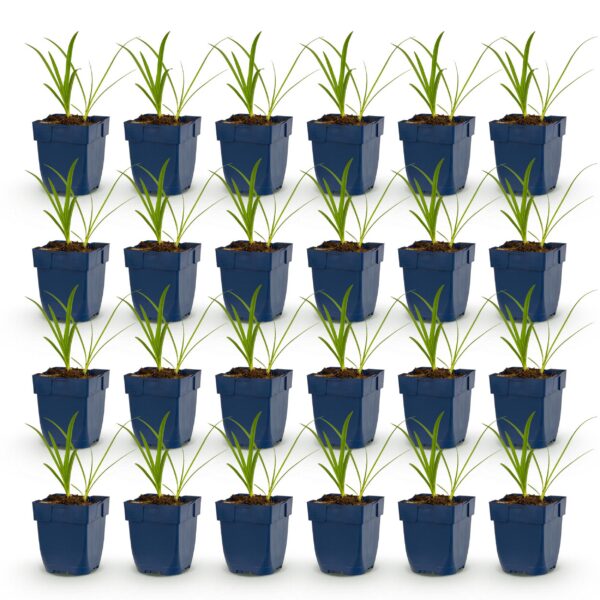 Agapanthus africanus Albus – Afrikanische Lilie – Bienen- und Schmetterlingsmagnet – Weiß – 24 Pflanzen