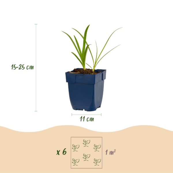 Agapanthus africanus Albus – Afrikanische Lilie – Bienen- und Schmetterlingsmagnet – Weiß – 24 Pflanzen