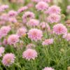 384280034f35478e872a690c9cc6b1b2a8a5be5b2946495e96a7d4ce6b41fe87.jpg Scabiosa col. Pink Mist – Taubenkraut – Bienen- und Schmetterlingsmagnet – Rosa – 12 Pflanzen