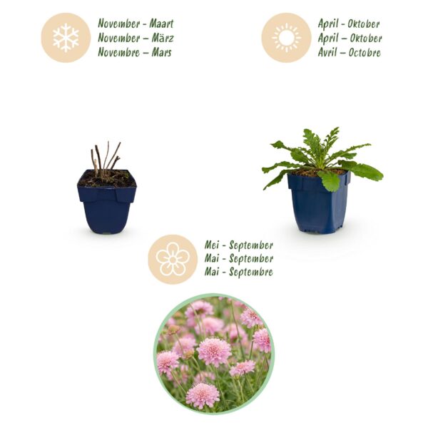 664b2f1df73647d883983056622b1e55a7d3d64520354457a0fcd7740f1a944f.jpg Scabiosa col. Pink Mist – Taubenkraut – Bienen- und Schmetterlingsmagnet – Rosa – 12 Pflanzen