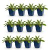 8b7311efcc8244b49c63f6f3106d360df8421f83c1d84cfabfe763c762ae076f.jpg Scabiosa col. Pink Mist – Taubenkraut – Bienen- und Schmetterlingsmagnet – Rosa – 12 Pflanzen