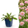 ebfd0fc828824b109bd068f309ed0be2006f97f9f586427490125fcd3104f4f3.jpg Scabiosa col. Pink Mist – Taubenkraut – Bienen- und Schmetterlingsmagnet – Rosa – 12 Pflanzen