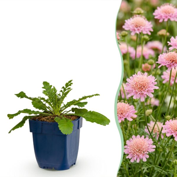 ebfd0fc828824b109bd068f309ed0be2006f97f9f586427490125fcd3104f4f3.jpg Scabiosa col. Pink Mist – Taubenkraut – Bienen- und Schmetterlingsmagnet – Rosa – 12 Pflanzen