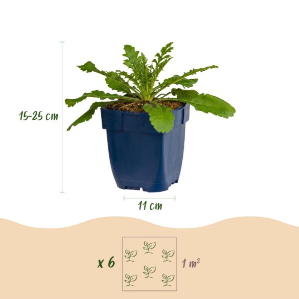 fe706ff4996144a7b829e9b72aafc9cff79dfb74512941c38bc1d30d19c1bfed.jpg Scabiosa col. Pink Mist – Taubenkraut – Bienen- und Schmetterlingsmagnet – Rosa – 12 Pflanzen