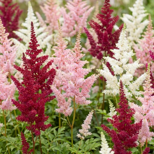 Astilbe Tricolour – Rispenspirea – Schatten – Violett – Rosa – Weiß – 12 Pflanzen