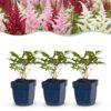 Astilbe Tricolour – Rispenspirea – Schatten – Violett – Rosa – Weiß – 12 Pflanzen