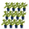 05b1eaa82ce5457bb3c8615ebe197a201632ffa75ff74575a2e52e93b3a7f7ad.jpg Persicaria amplexicaulis – Knöterich – Bienen- und Schmetterlingsmagnet – Rot – 12 Pflanzen