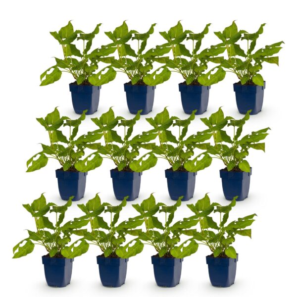 05b1eaa82ce5457bb3c8615ebe197a201632ffa75ff74575a2e52e93b3a7f7ad.jpg Persicaria amplexicaulis – Knöterich – Bienen- und Schmetterlingsmagnet – Rot – 12 Pflanzen