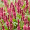 93a77b6b4daf42dd98ea695c41fe10f563e0485bbb6e4e3999a6973d716f6421.jpg Persicaria amplexicaulis – Knöterich – Bienen- und Schmetterlingsmagnet – Rot – 12 Pflanzen
