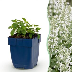 Nepeta faassenii Snowflake – Katzenminze – Bienen- und Schmetterlingsmagnet – Weiß – 12 Pflanzen