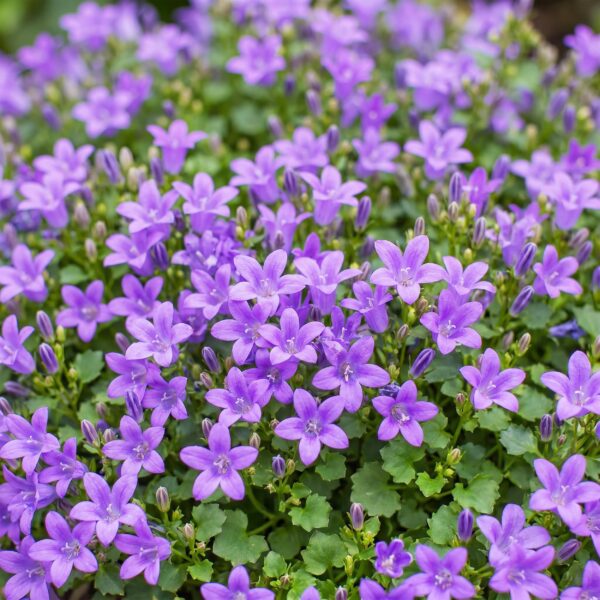 0a6f242338e64bfa86e301b8762095e9d8ebd99165fd42df8bb8c7f1e7e60f95.jpg Campanula portenschlagiana – Pfirsichblättrige Glockenblume – Bodendecker – Rosa – 12 Pflanzen
