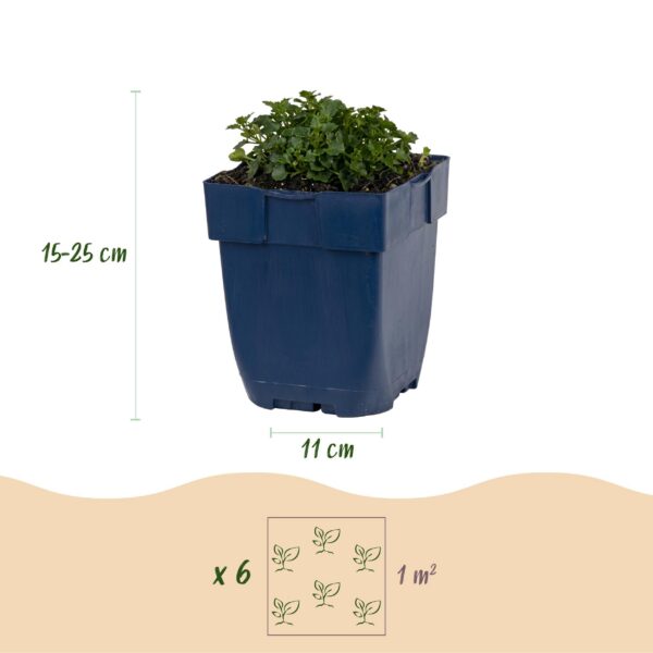 1495bab45dfb4073a17d3d1e626dbcef41f29c87480a4bc3a2f4d48153544b6f.jpg Campanula portenschlagiana – Pfirsichblättrige Glockenblume – Bodendecker – Rosa – 12 Pflanzen