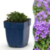 24062a1927d64b79b543cd72331e9978d71c072af28243bea4a63aa6d69f806f.jpg Campanula portenschlagiana – Pfirsichblättrige Glockenblume – Bodendecker – Rosa – 12 Pflanzen