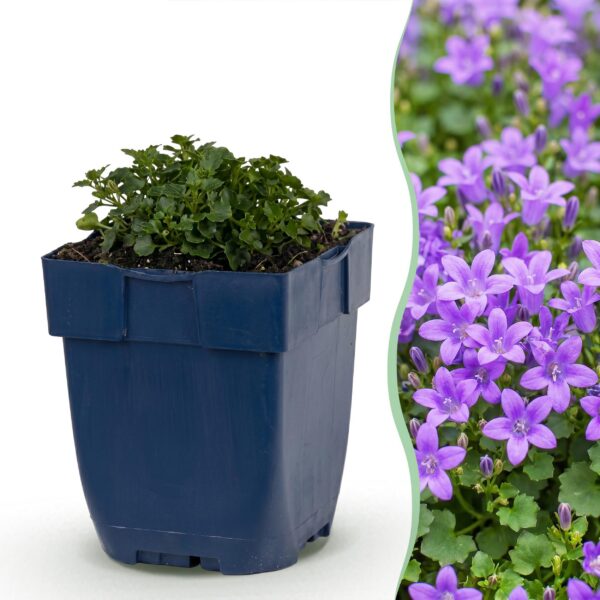 24062a1927d64b79b543cd72331e9978d71c072af28243bea4a63aa6d69f806f.jpg Campanula portenschlagiana – Pfirsichblättrige Glockenblume – Bodendecker – Rosa – 12 Pflanzen