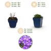 871417f5441846e3884d22719e657b59d4b6e71f309141c8a265bbe8e1d71ab0.jpg Campanula portenschlagiana – Pfirsichblättrige Glockenblume – Bodendecker – Rosa – 12 Pflanzen