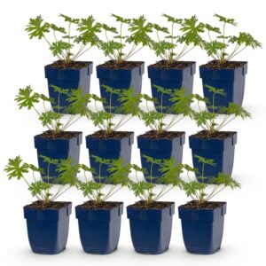 Geranium Johnson's Blue – Storchschnabel – Bodendecker – Blau – 12 Pflanzen