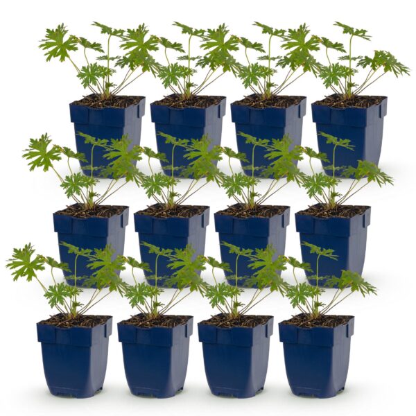 332142c06c7c4a70901028dca935325c663d03bf0bde4f928541f1293a673b54.jpg Geranium Johnson's Blue – Storchschnabel – Bodendecker – Blau – 12 Pflanzen