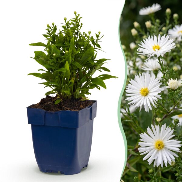 Aster (D) Schneekissen – Meeresaster – Bienen- und Schmetterlingsmagnet – Weiß – 12 Pflanzen