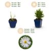 Aster (D) Schneekissen – Meeresaster – Bienen- und Schmetterlingsmagnet – Weiß – 12 Pflanzen