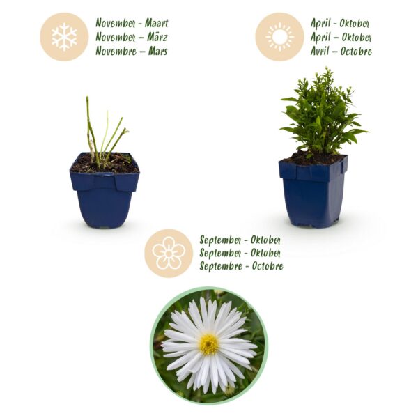 Aster (D) Schneekissen – Meeresaster – Bienen- und Schmetterlingsmagnet – Weiß – 12 Pflanzen