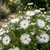 Aster (D) Schneekissen – Meeresaster – Bienen- und Schmetterlingsmagnet – Weiß – 12 Pflanzen