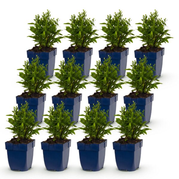 Aster (D) Schneekissen – Meeresaster – Bienen- und Schmetterlingsmagnet – Weiß – 12 Pflanzen