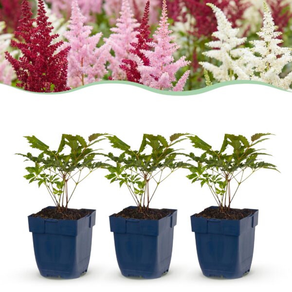 Astilbe Tricolour – Rispenspirea – Schatten – Violett – Rosa – Weiß – 6 Pflanzen