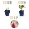 Astilbe Tricolour – Rispenspirea – Schatten – Violett – Rosa – Weiß – 6 Pflanzen