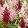 Astilbe Tricolour – Rispenspirea – Schatten – Violett – Rosa – Weiß – 6 Pflanzen
